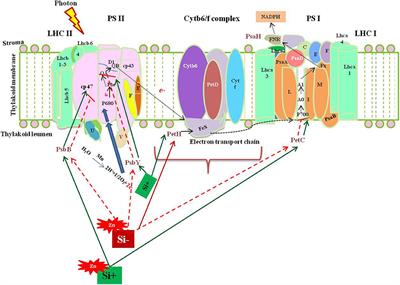 Silicon Regulates Potential Genes Involved in Major Physiological Processes in Plants to Combat Stress